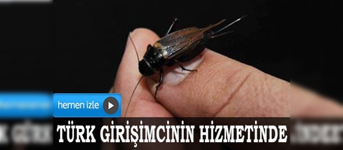 Cırcır böceği Türk girişimcinin hizmetinde	
