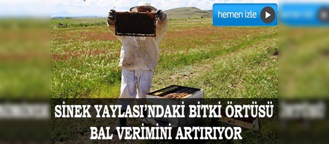 Sinek yaylası arıcıların ilgi odağı oldu 