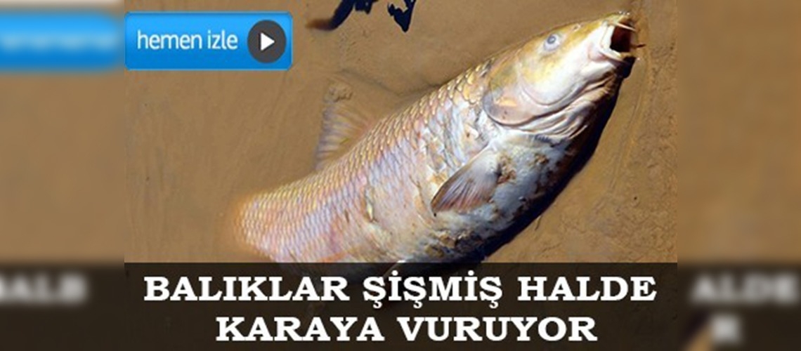 Gediz Nehrindeki toplu balık ölümleri korkutuyor