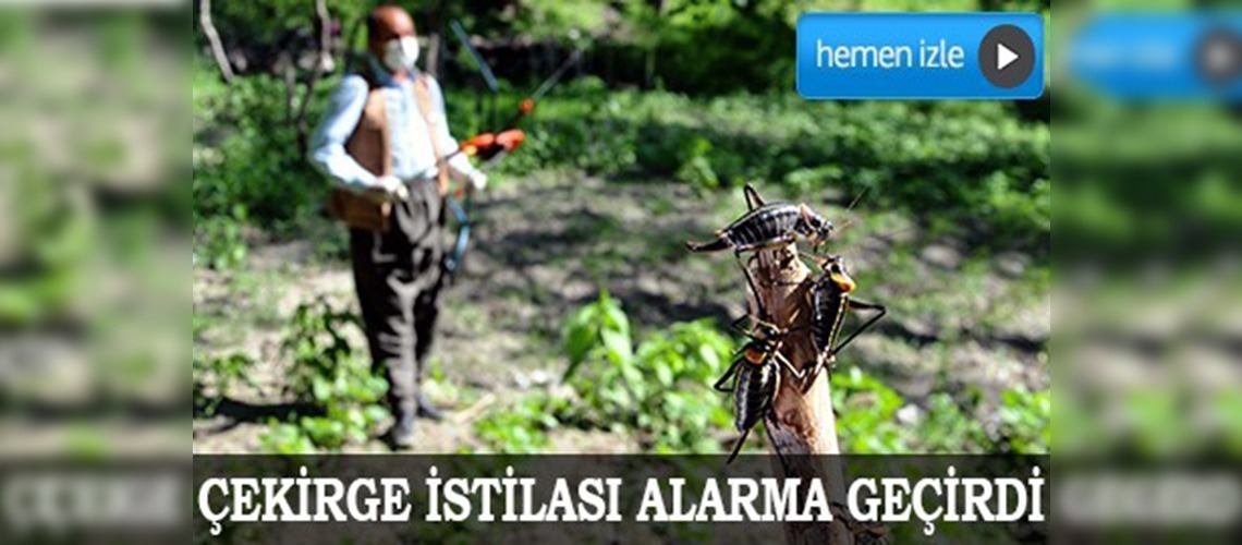 Çekirge istilası ilçeyi alarma geçirdi