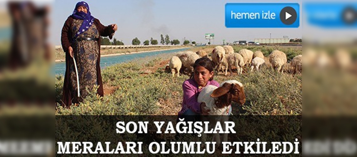 Geç yeşeren meralar besicileri sevindirdi