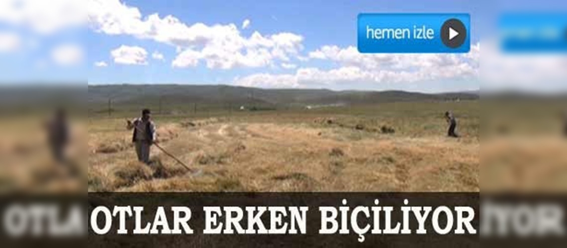 Karlıovada otlar erken biçiliyor 