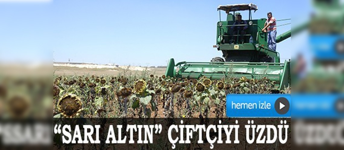 Sarı altın çiftçiyi üzdü