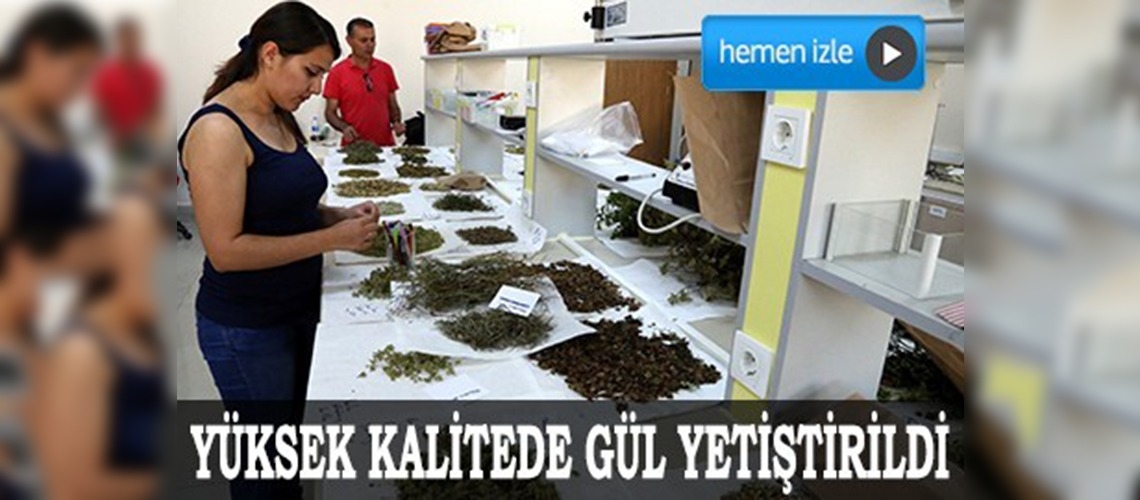 Mutasyon ıslahıyla daha kokulu ve yüksek kalitede gül yetiştirildi