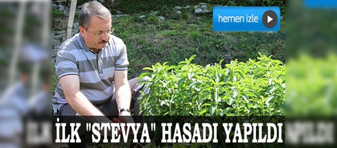 Sıfır kalorili şeker bitkisi üretildi