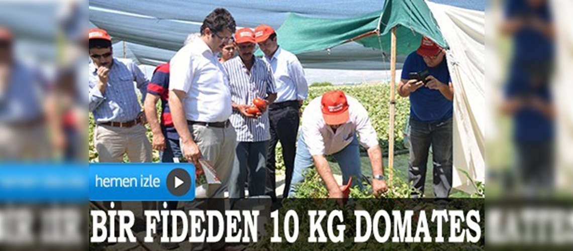 Domatesi eski lezzetine kavuşturdu 