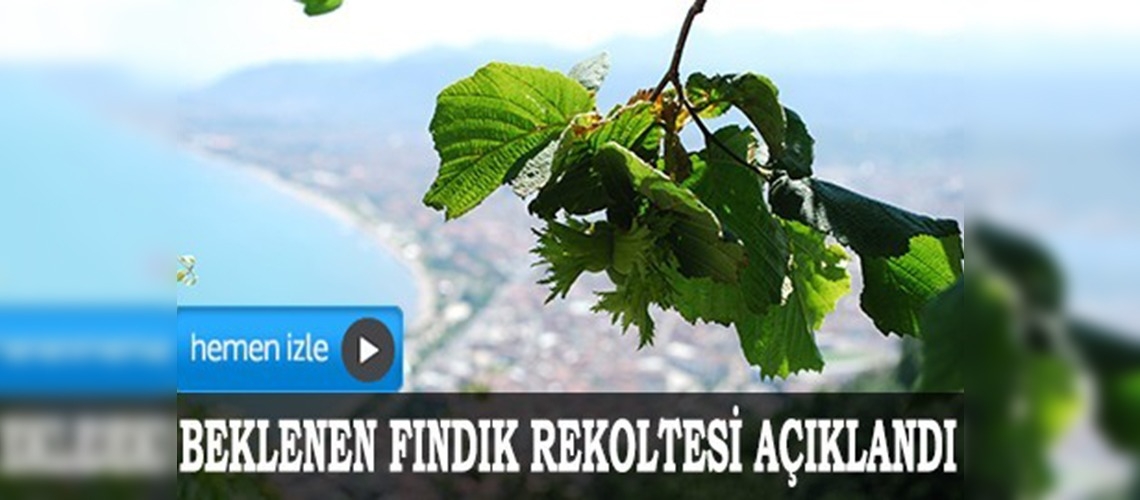 Orduda 66 bin ton fındık rekoltesi bekleniyor