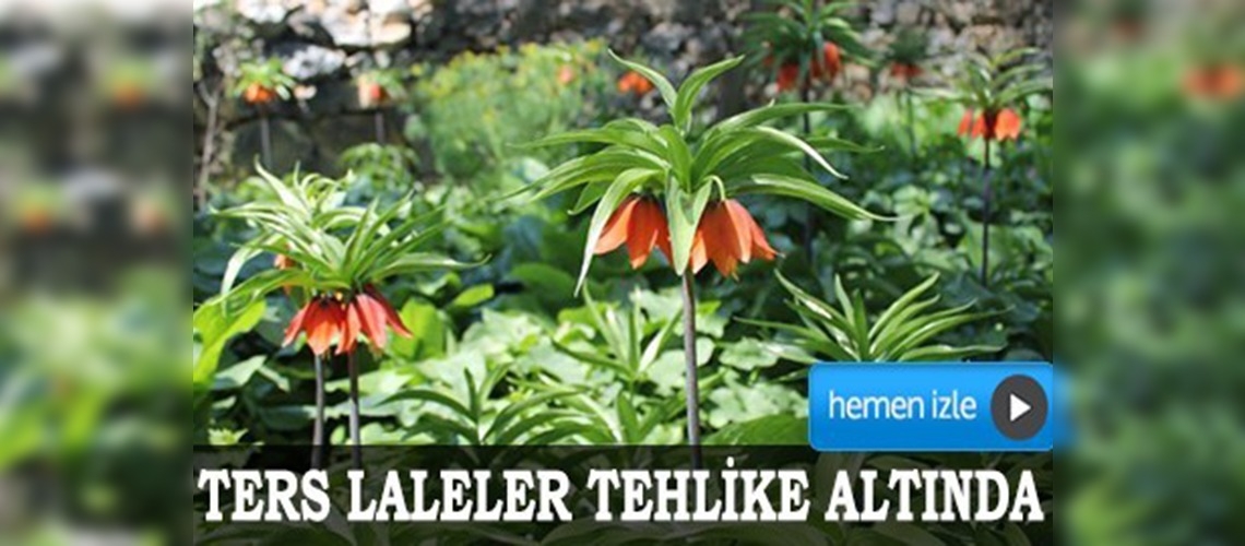 Ters laleler tehlike altında 