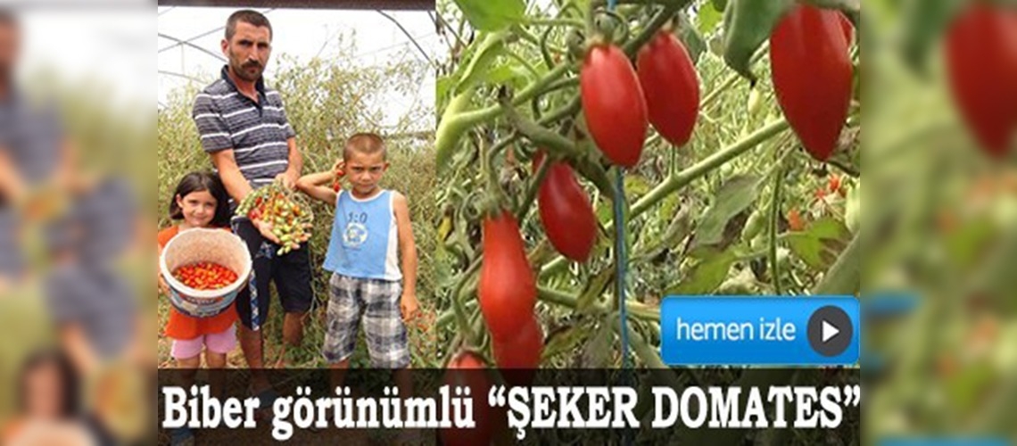 Biber görünümlü domates üretildi