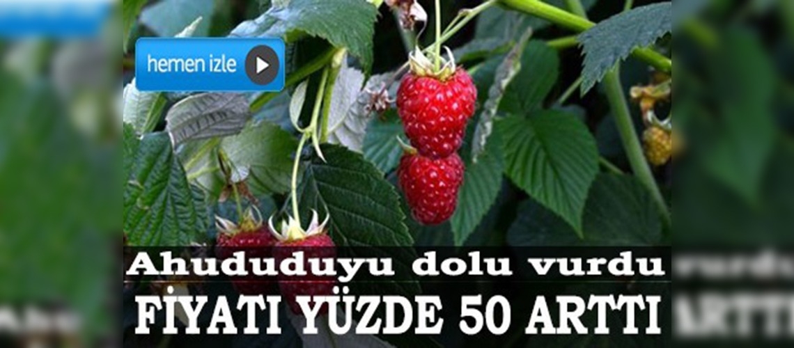 Ahududuyu dolu vurdu, fiyatı yüzde 50 arttı 