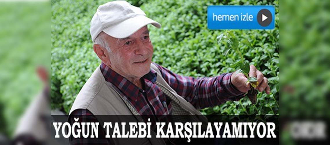 Stevia bitkisi üretiyor