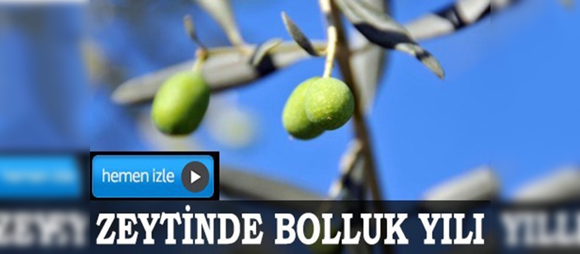 Zeytinde bolluk yılı
