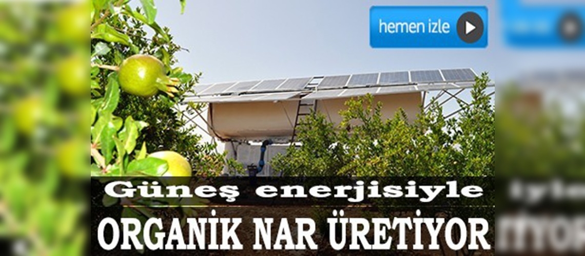 Güneş enerjisiyle organik nar üretiyor
