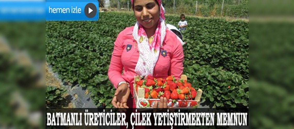 Tütüne alternatif çilek üretimi çiftçilerin yüzünü güldürdü 