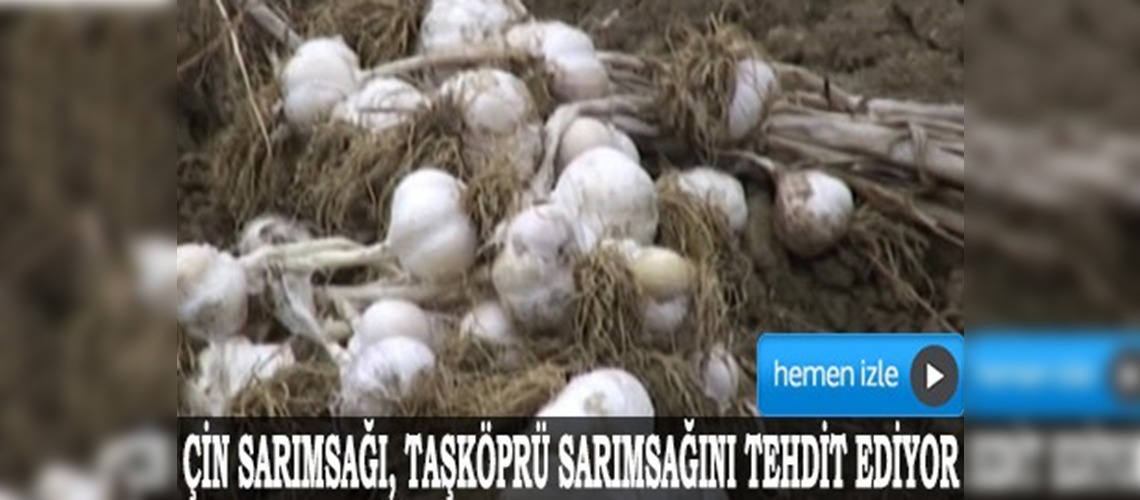 Kastamonuda Çin sarımsağı ekmeyin uyarısı