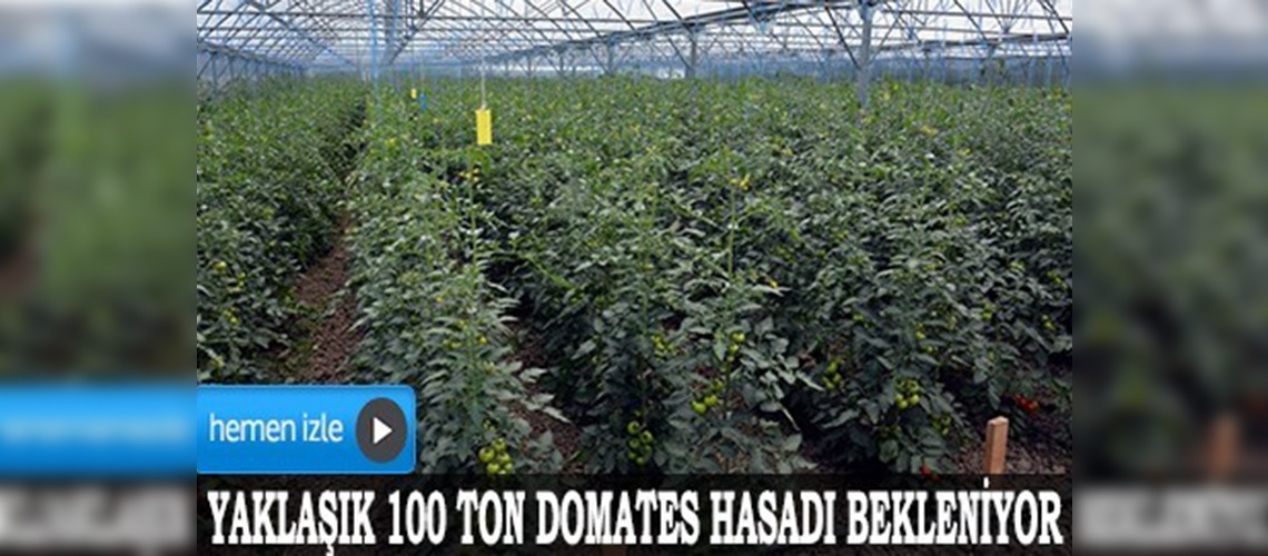 Doğu Karadenizin en büyük serası Trabzonda kuruldu