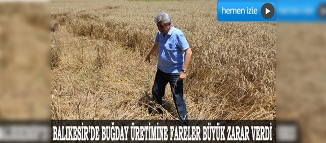 50 bin ton buğdayı tarla faresi yedi