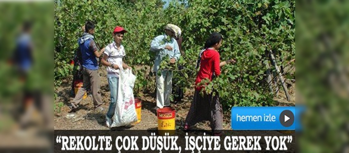 Orduda fındık işçisine ihtiyaç yok