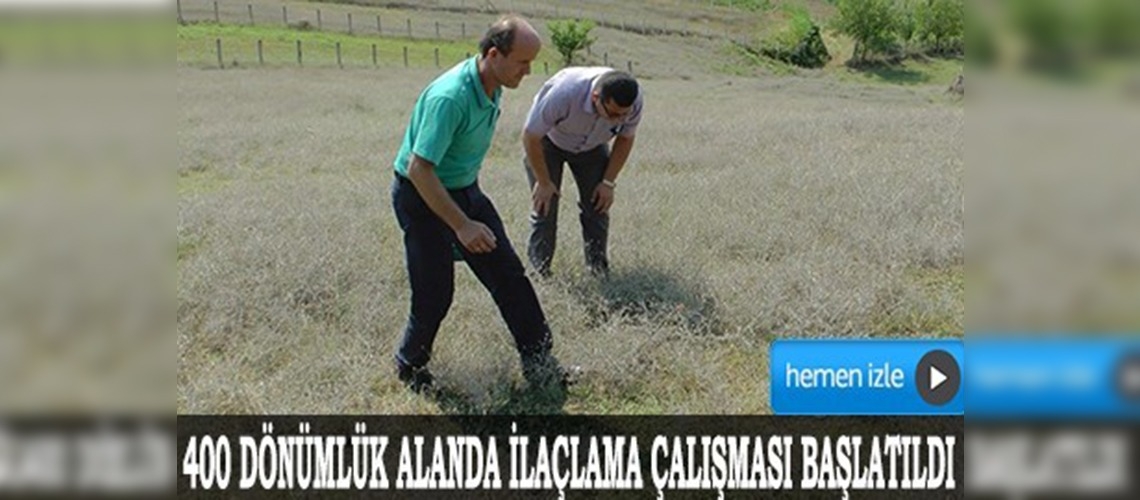 Zonguldakta İtalyan çekirgelerine ilaçlı önlem