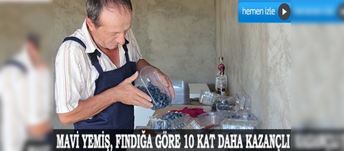 Organik mavi yemiş üretimiyle kazancını katladı
