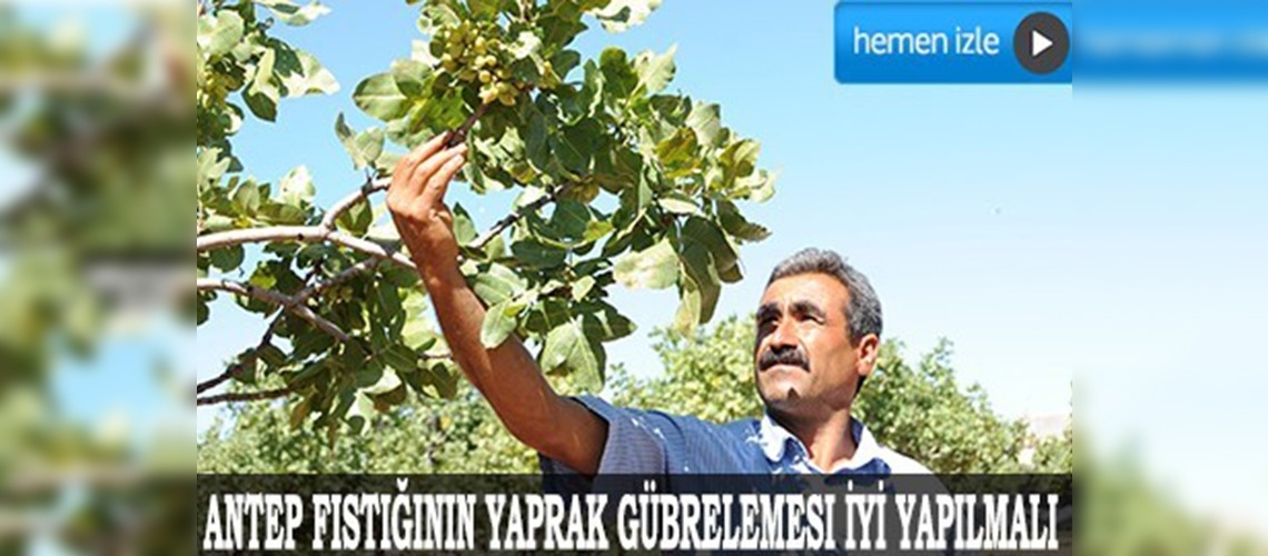 Antep fıstığında 'hassas bakım' uyarısı