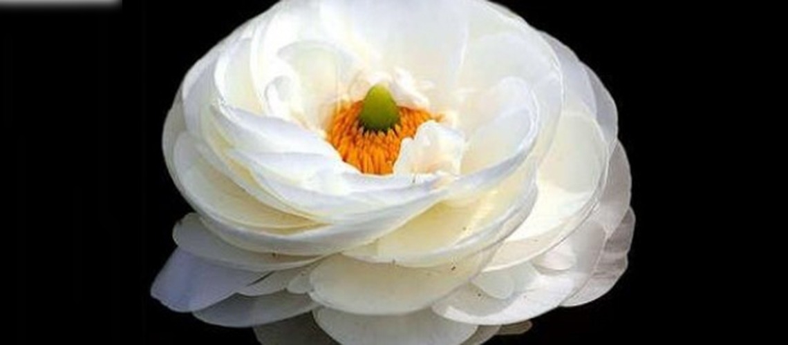 Türkiyenin çiçekleri tanıtılıyor