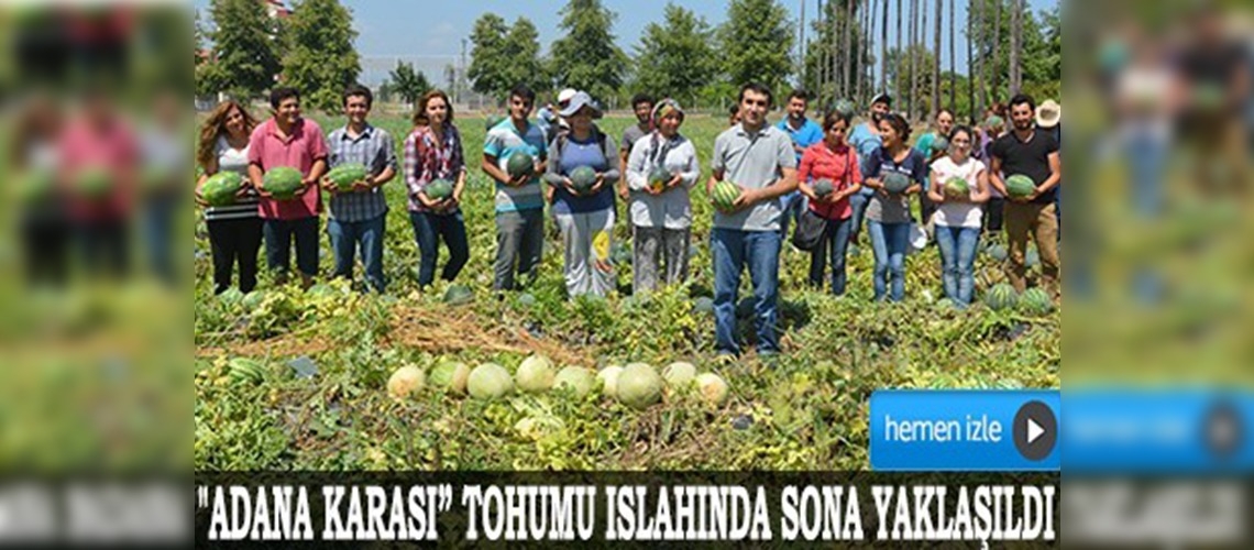 Adana karpuzu eski tadına kavuşuyor