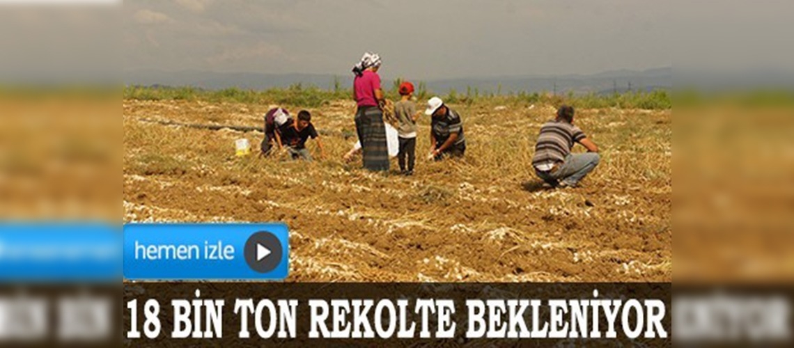 Taşköprü sarımsağının hasadı başladı