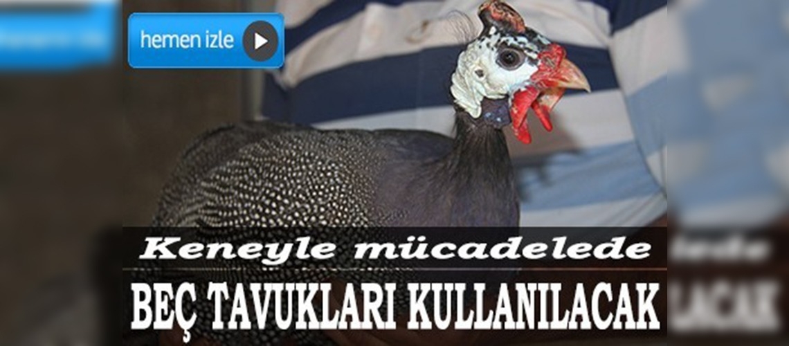 Keneye karşı beç tavuğuyla mücadele edilecek 