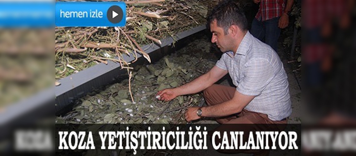 Sason'da koza yetiştiriciliği canlanıyor