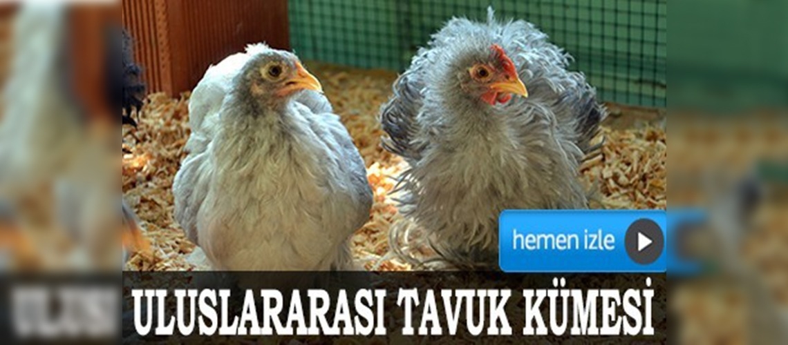 'Uluslararası tavuk kümesi' oluşturdu