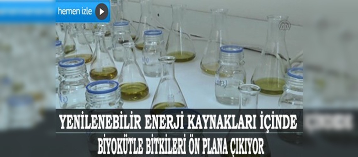 Dallı darı bitkisinden 'biyobenzin' üretildi