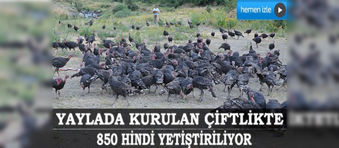 Cilo Sat Dağları'nda hindi çiftliği
