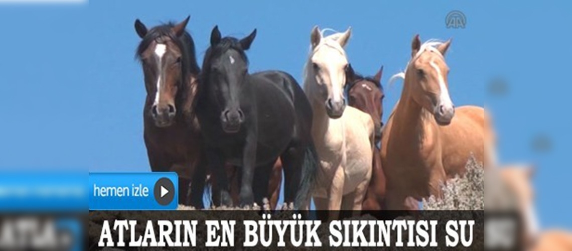 Yılkı atlarının su nöbeti 