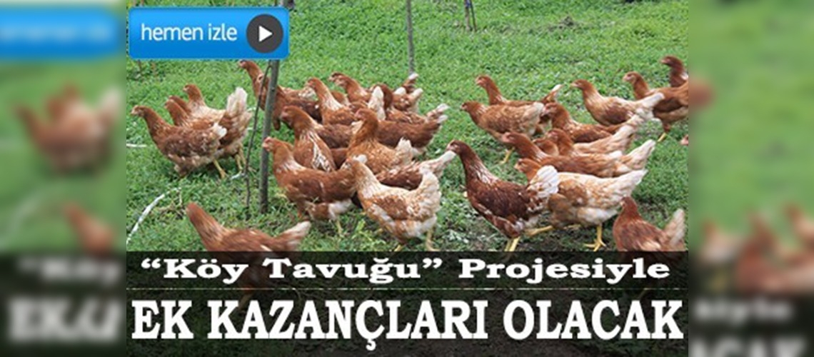 Zirai donun zararını köy tavuğu üreterek azaltacaklar