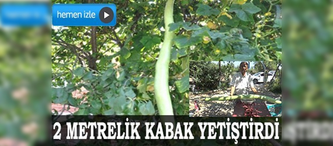 Denizlili üretici bahçesinde 2 metrelik kabak yetiştirdi 	