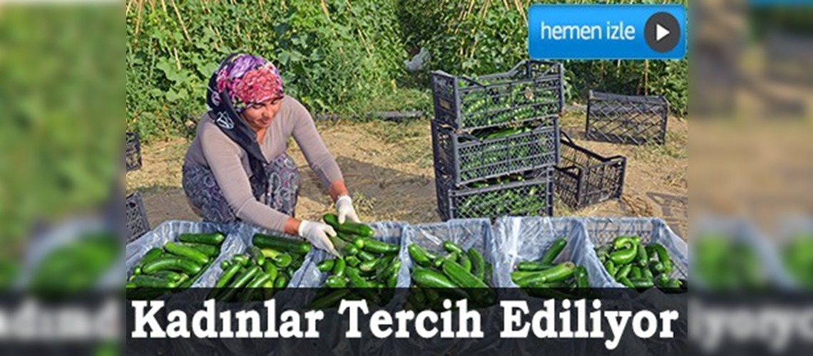 Kadın eliyle sebze hasadı 