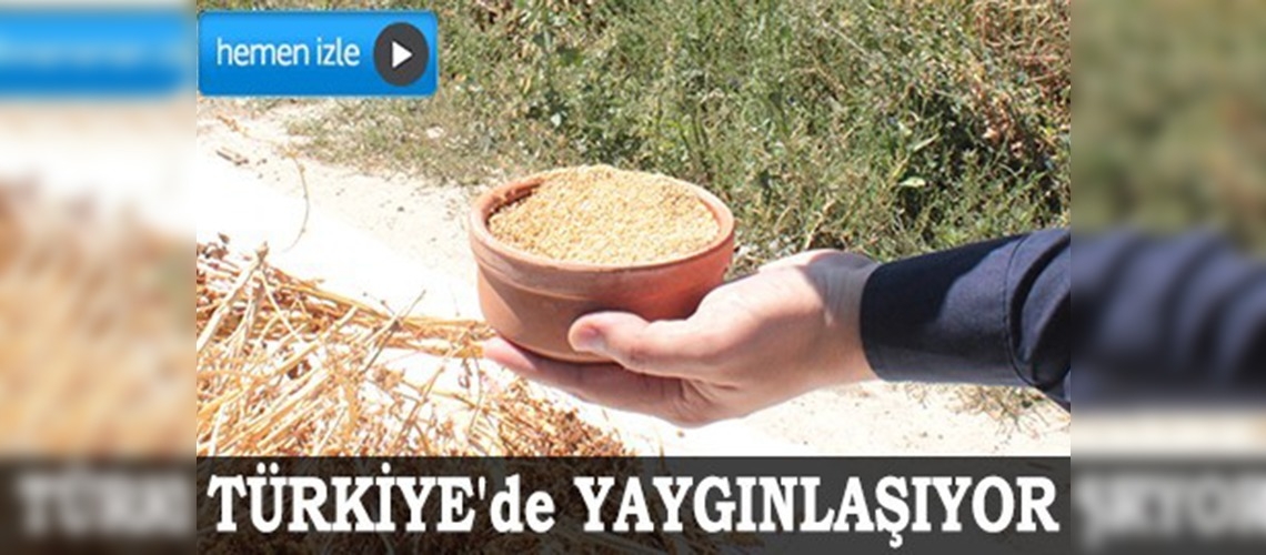 Bulgur ve pirinç gibi ürünlere rakip çıktı