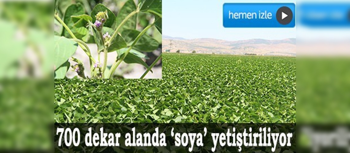 Kahramanmaraşta soya ekimi yaygınlaşıyor
