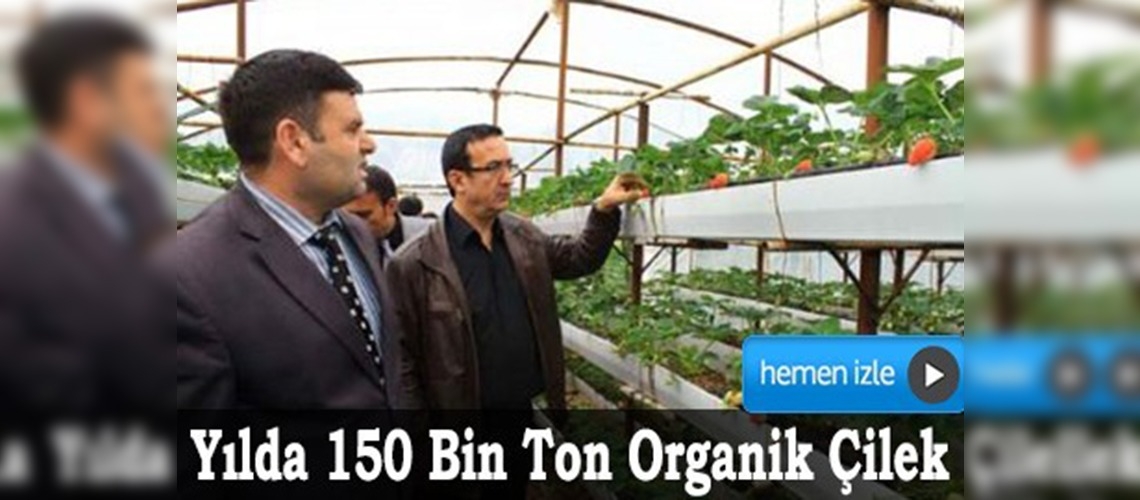 Kurşunlu adını çilek üretimiyle duyurdu