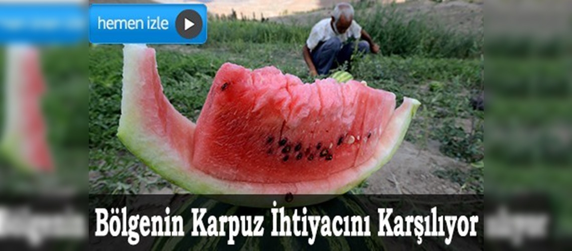 Bin 200 rakımda organik karpuz üretti