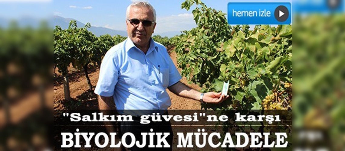 Üzüm bağlarında biyolojik mücadele 