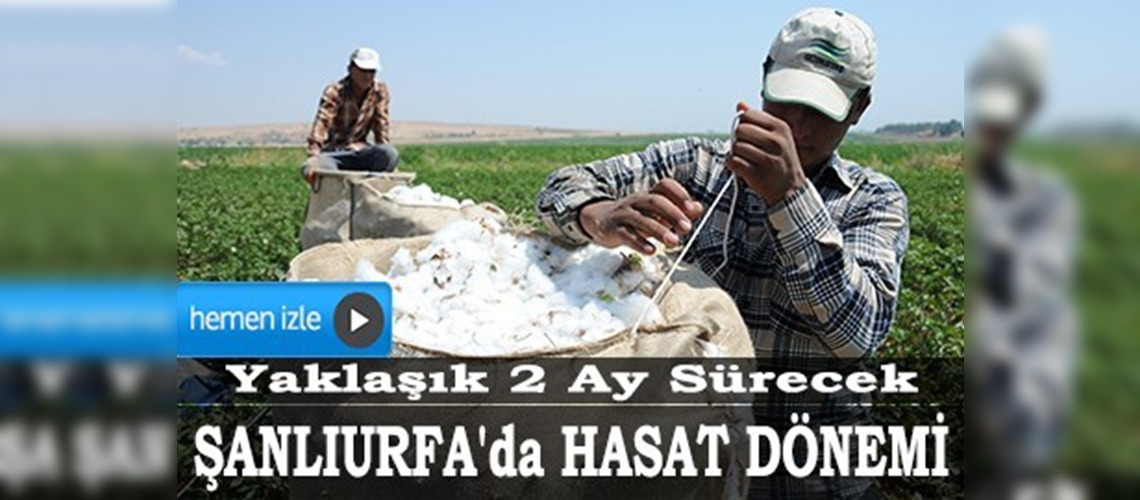 Pamukta hasat zamanı 