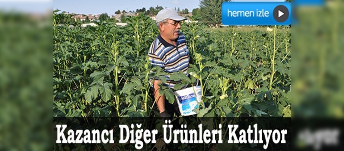 Bamya, Yozgatlı çiftçinin yüzünü güldürdü