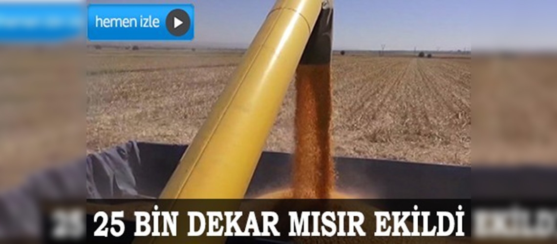 Batman'da mısır hasadı