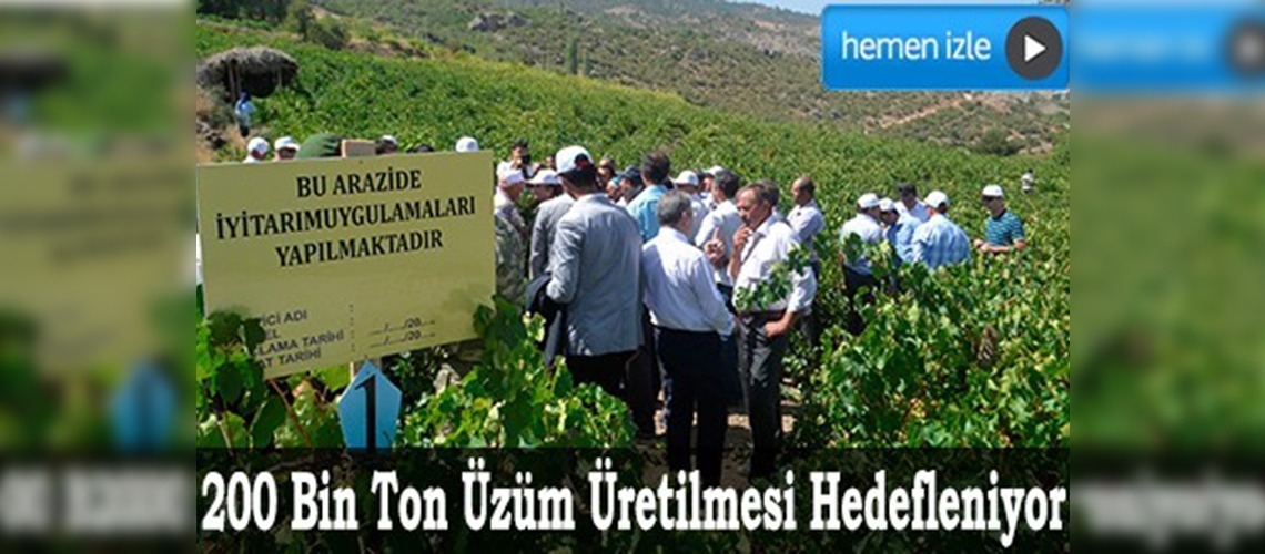 Konyada iyi tarım uygulamasıyla üzüm yetiştirildi 