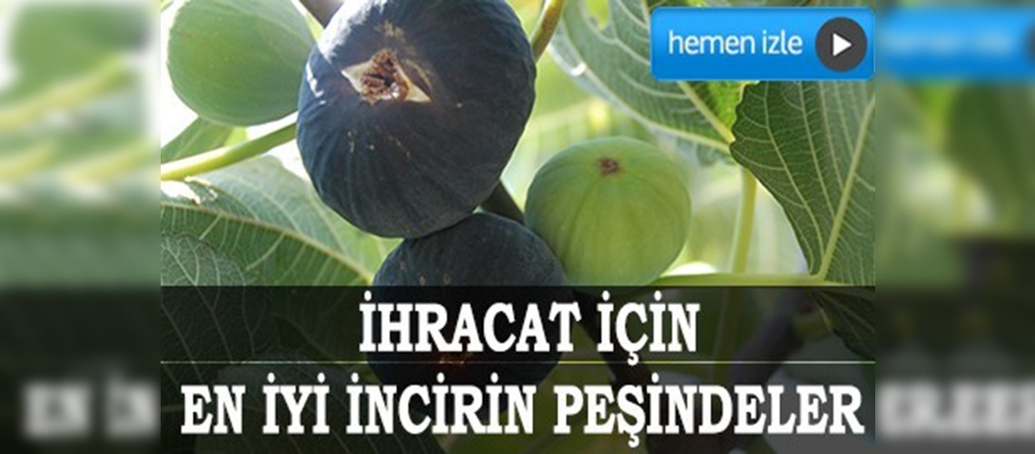 İhracat için en iyi incirin peşindeler