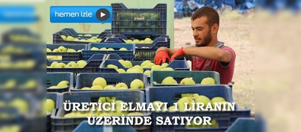 Ispartada elmada rekolte arttı