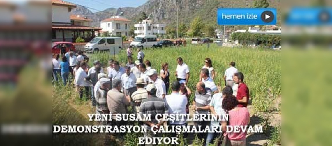 Milas ta susam çeşitleri tanıtıldı