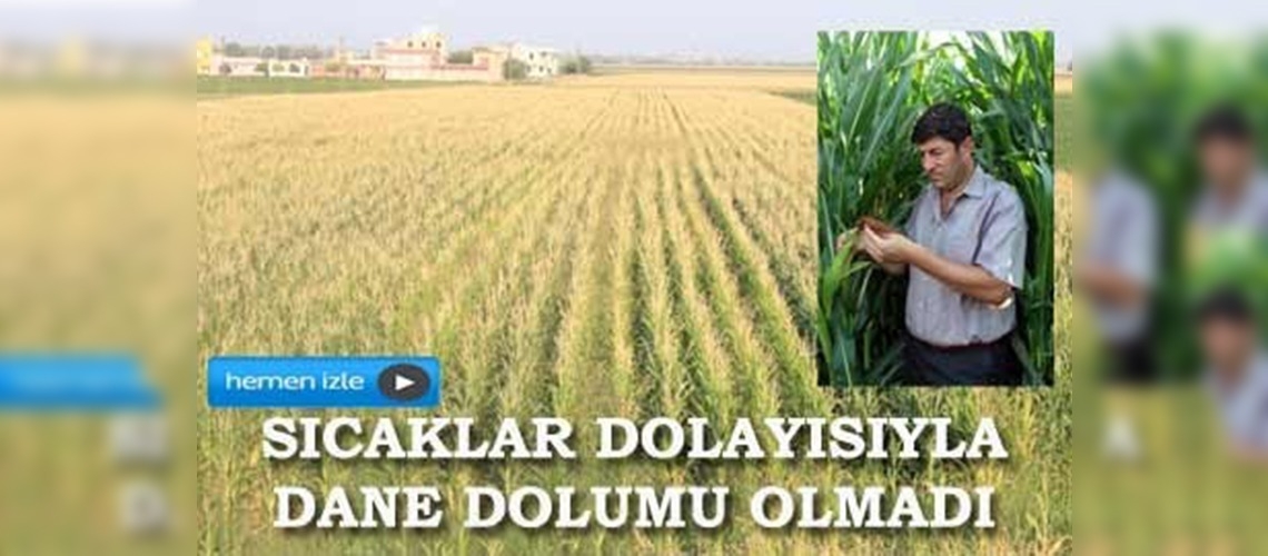 Sıcak hava mısır verimini düşürdü